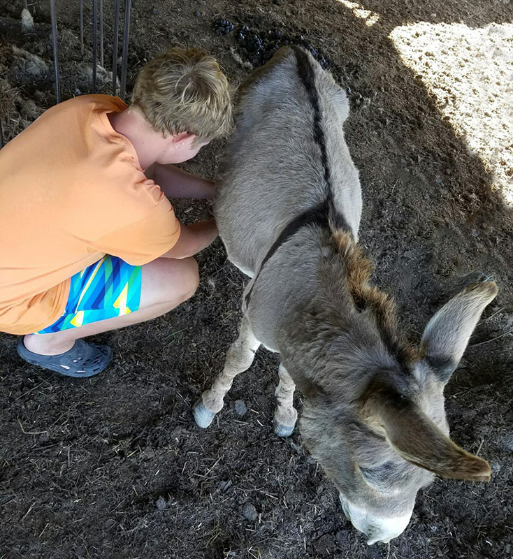 Boy milking a donkey