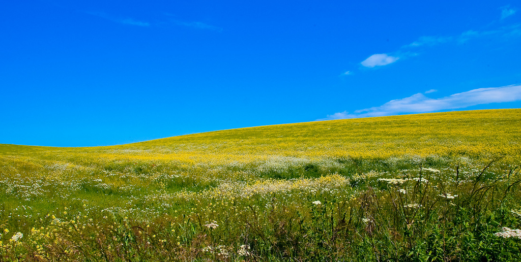 field of canola flowers