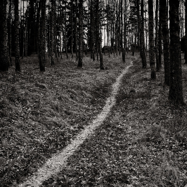 path through the woods