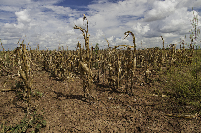 Arid Corn field with wilted and dry corn stalks