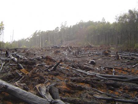 image showing the destruction of the forest --trees cut down and a wide path of destruction