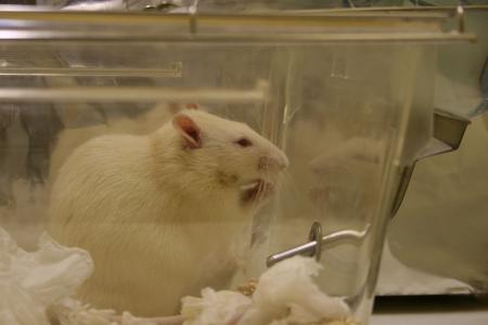 Rat in a cage in a lab