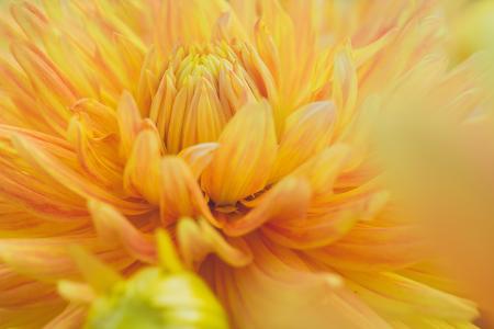 close up of a flower