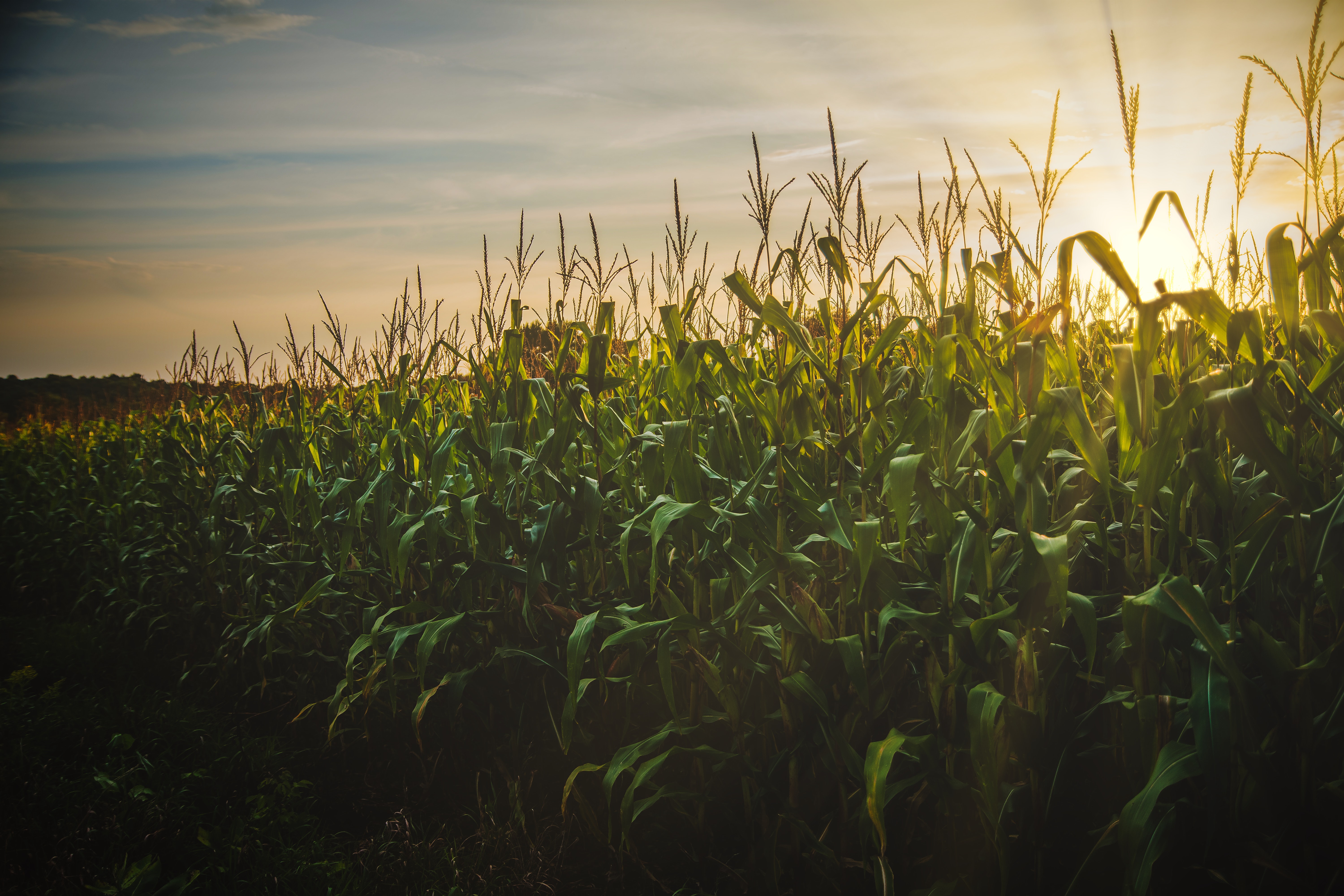 Corn stalks in rows