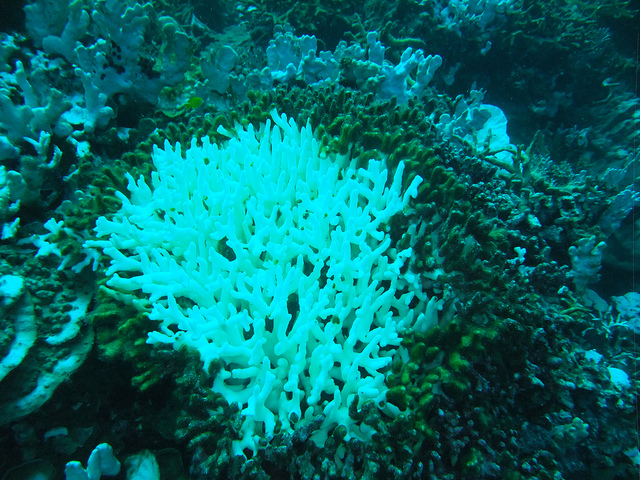 Mijnenveld sjaal Haat Coral Bleaching and Calcification | EARTH 103: Earth in the Future