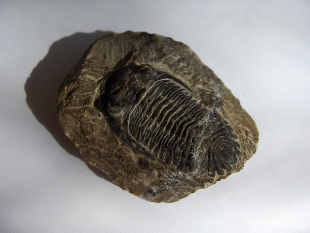 Fossil trilobite from the Paleozoic Era.