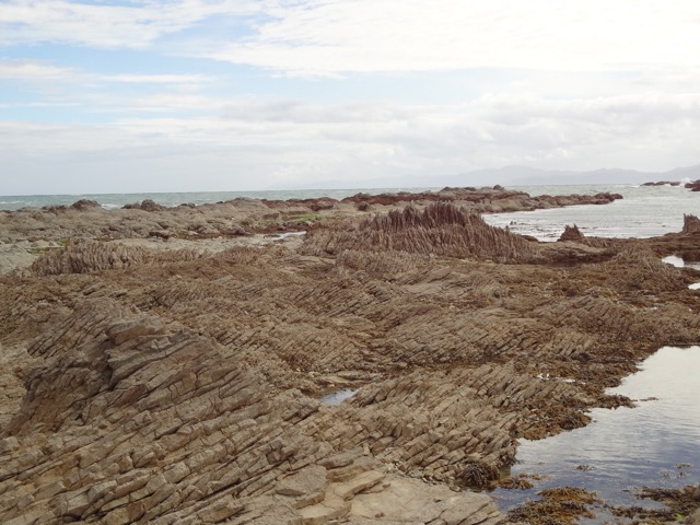 Sedimentary rock layers angled upwards along the coast of New Zealand