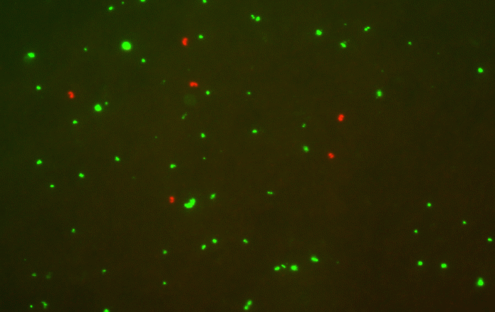 red and green specks on a black background