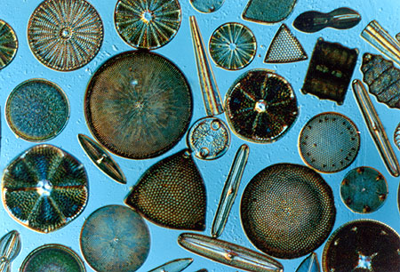 Microscopic shells made of opal produced by diatoms, see caption