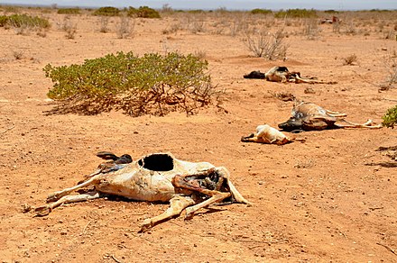 Somaliland. A kilometre outside Waridaad village, carcasses of dead sheep and goats stretch across the landscape