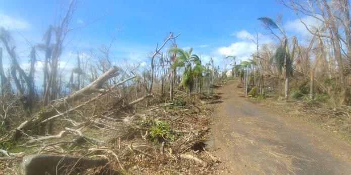 Trees stripped of leaves. and branches and trees thrown everywhere