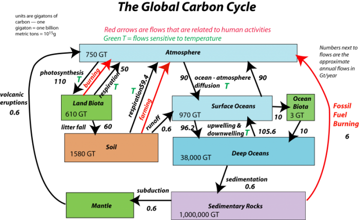 Carbon Cycle Flow Chart