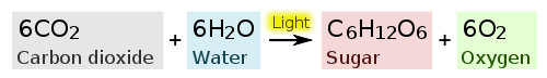 6 CO2 + 6 H2O (light) = C6H12O6 + 6O2