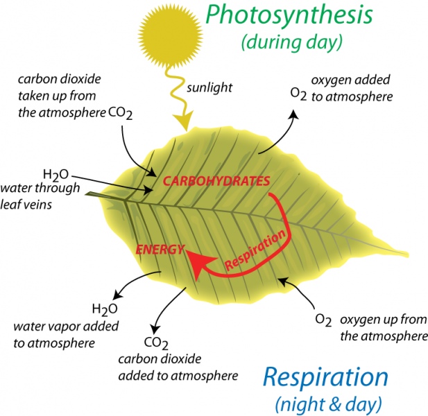 schematic of what goes on in a leaf through photosynthesis and respiration, see text below