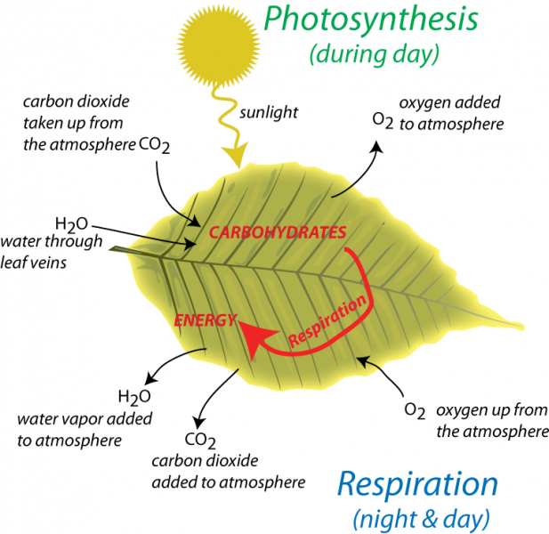 Carbon dioxide - Energy Education