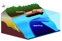 Diagram to show coastal currents and the way they draw surface water away from the coast. Shows coastline, wind, upwelling and seafloor