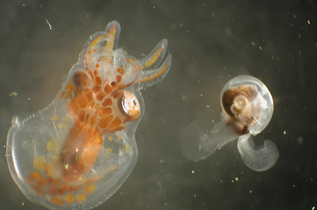 Pteropod on the right and very small octopus on the left