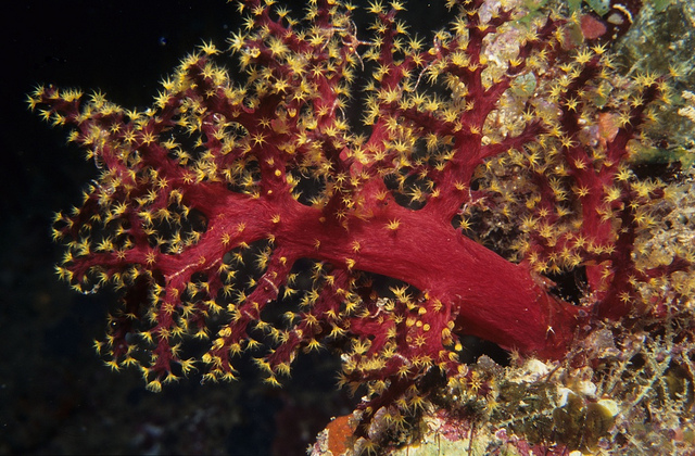 Close-up photograph of red and yellow soft coral from Fiji