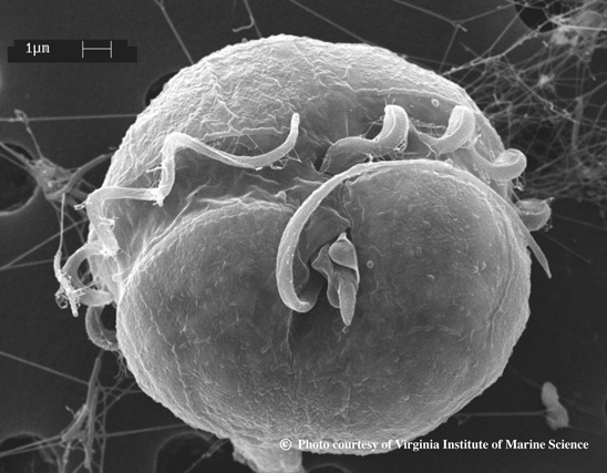 Scanning electron microscope image of Pfiesteria piscida