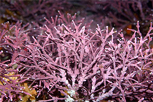 Branching coralline algae from California
