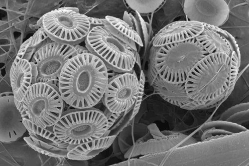 Magnified image of iving coccolithophorids of Emiliania huxleyi