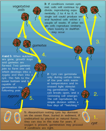 Diagram illustrating the simplified life cycle of a dinoflagellate, see text description in link below