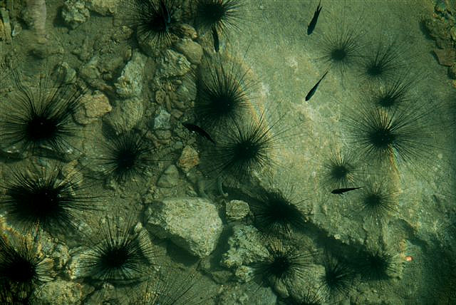 Colony of sea urchins in shallow water