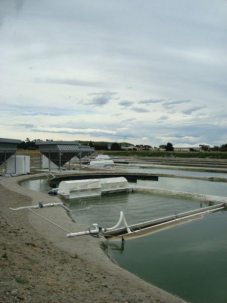 Plant in New Zealand that converts algae to biofuel. A series of rectangular under an overcast sky.
