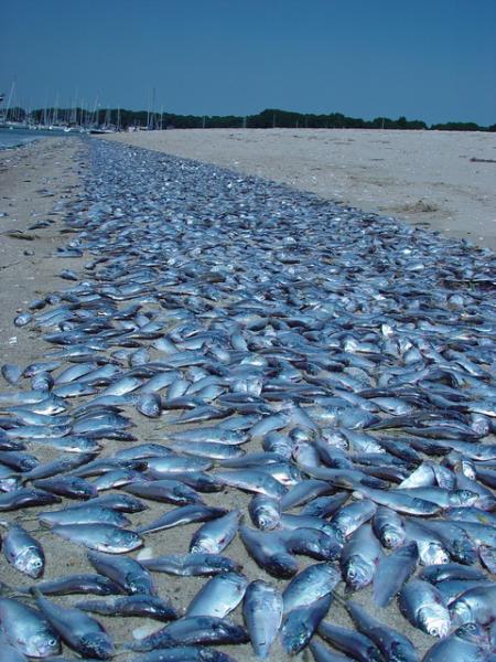 Hundreds of dead fish on the shore in Rhode Island