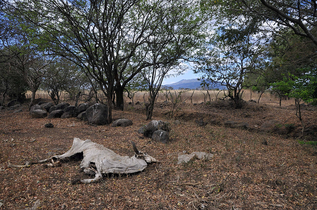 Dead cattle resulting from drought in Nicaragua