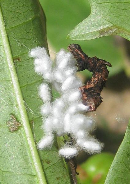 Parasitic wasp on a caterpillar