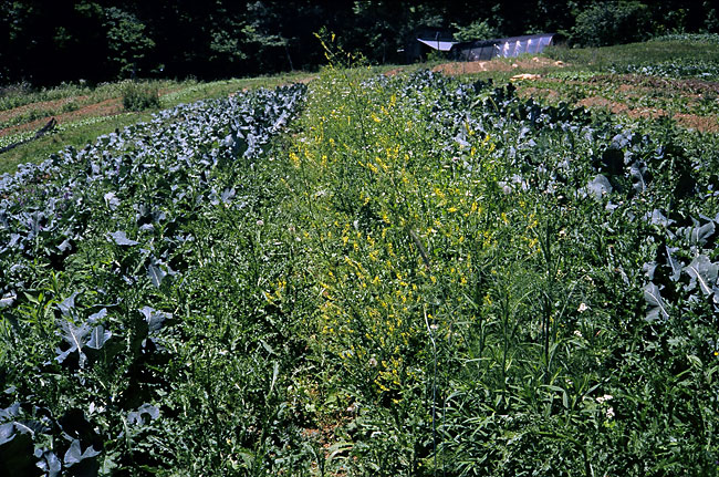 Field of broccoli overtaken by the Canada thistle, an invasive perennial weed