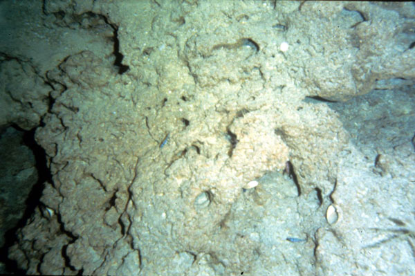 Rocky seabed with indentations and small shells.