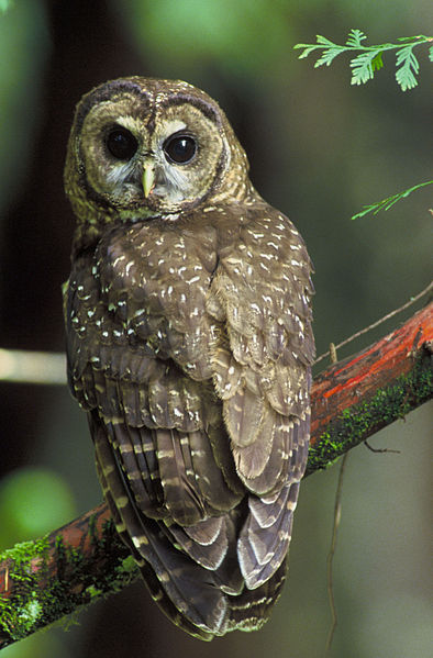 northern spotted owl on a tree branch