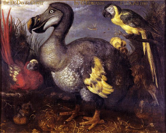 Drawing of extinct Dodo Bird