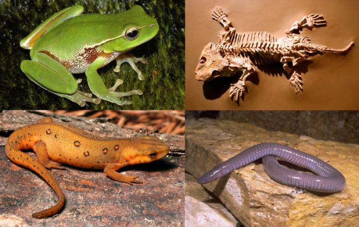 Four images, clockwise from top right, Seymouria, Mexican burrowing caecilian, eastern newt & leaf green tree frog