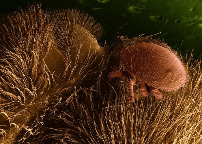 Varroa destructor mite on a honey bee host