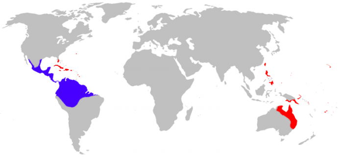 World map of Cane Toad distribution. From central Mexico down through northern South America is purple. Cuba and the Virgin Islands along with eastern Australia and parts of Malaysia are red.
