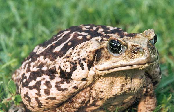 A Cane toad sitting in grass