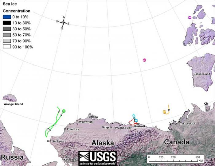 map showing movements of 6 satellite-tagged polar bears for the month of February, 2013