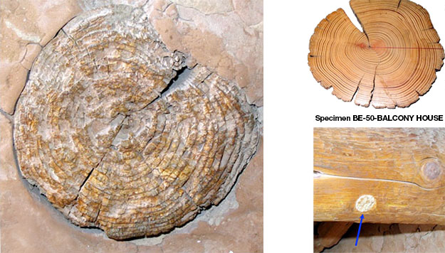 On left a close-up of a log showing rings.Top right a museum log specimen. Bottom right plug removed from log and replaced by modern wood.