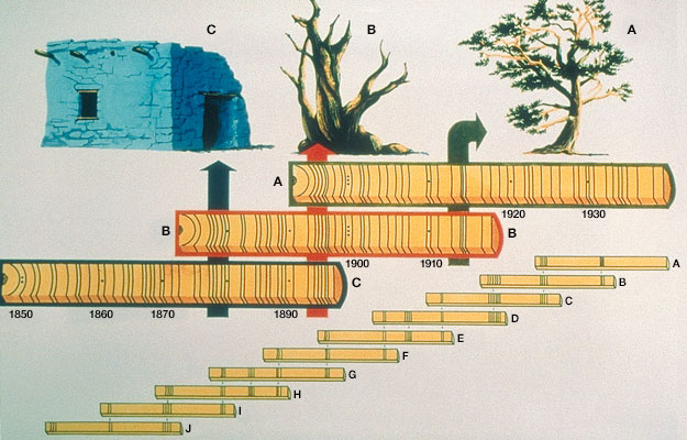 Schematic example of cross-dating in tree-ring research. Similar patterns show tree lifespans overlapped. Details in caption.
