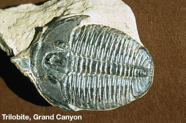Trilobite specimen from Grand Canyon.