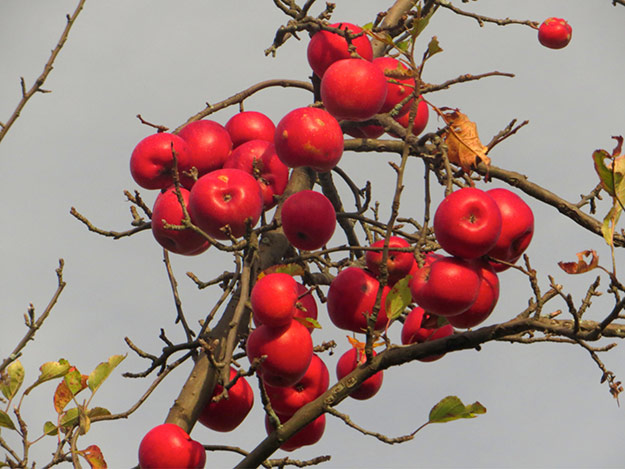 Close up of tree branch with red apples