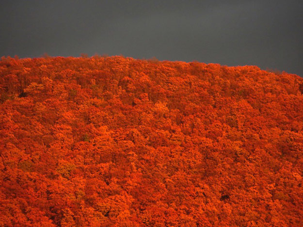 Aerial view of autumn leaves in bright orange