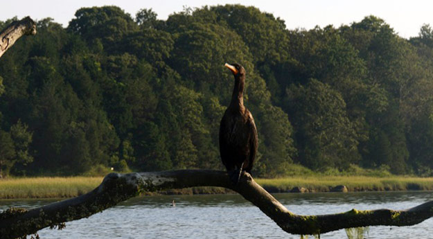 Cormorant, large black bird, on a branch over the water in Nauset Marsh.