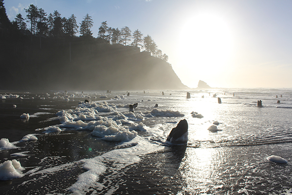 Tree stumps protrude from beneath the water along a wooded coast.