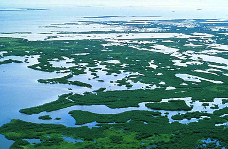 Aerial view of South Florida’s mangrove wetlands.