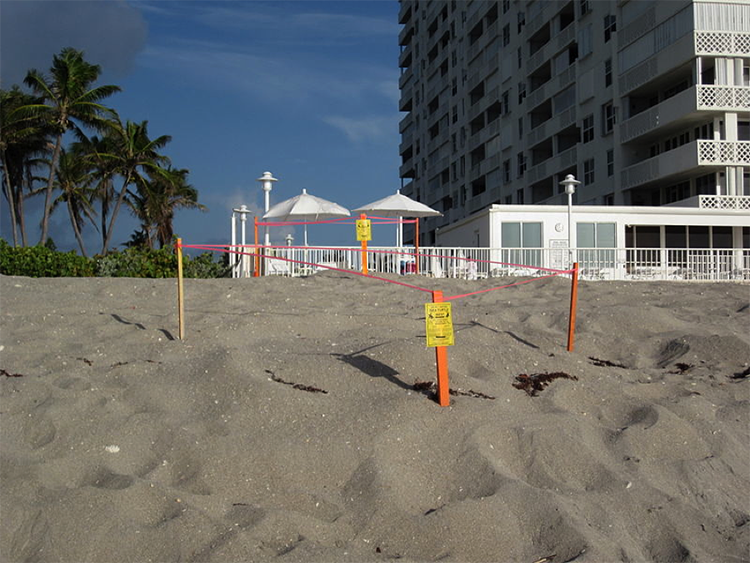 Sea turtle nest on beach, marked by orange posts and tape.
