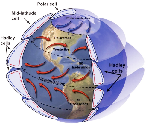 Global wind belts inculding hadley cells, mid-latitude cells, polar cells, polar easteries, polar front, westerlies, trade winds, and equatorial low winds